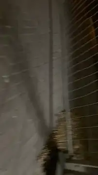 Raegis online show from November 19, 2025, 3:06 am