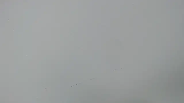 eladyrous98 online show from December 17, 2025, 2:01 pm