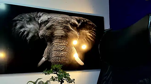 king falconer online show from November 27, 2025, 12:56 am