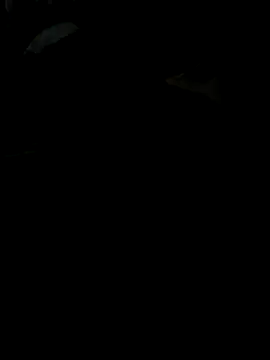 Snapshot of Reeelo chatting on November 28, 2025, 4:09 pm Reeelo online show from November 28, 2025, 4:09 pm