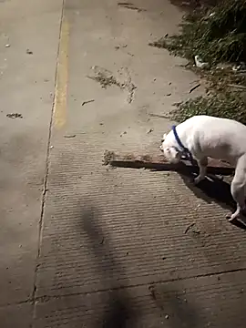 Frank0021 online show from December 14, 2025, 1:33 am