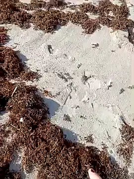 sarahkat86 online show from October 9, 2025, 1:09 pm