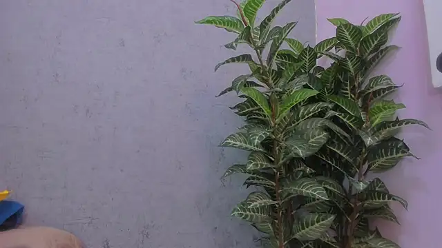 Snapshot of scarlett646 chatting on November 29, 2025, 3:09 am scarlett646 online show from November 29, 2025, 3:09 am