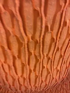 Ebony Warlock  online show from November 15, 2025, 10:01 am