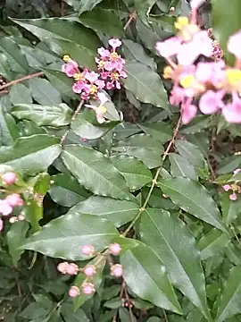 Thaohoa love online show from September 9, 2025, 2:22 am