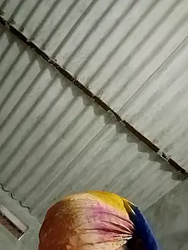 Snapshot of Payal950 chatting on January 17, 2026, 1:32 am Payal950 online show from January 17, 2026, 1:32 am