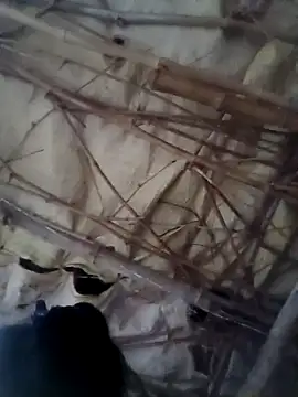 Sapna cutt online show from October 14, 2025, 12:28 pm