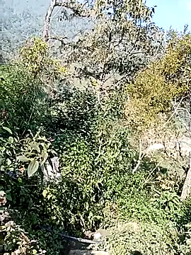 xinhxinhcute online show from December 1, 2025, 3:00 am