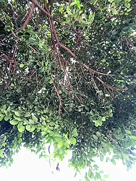 Snapshot of Boy_hot- chatting on February 20, 2026, 8:09 pm Boy hot- online show from February 20, 2026, 8:09 pm