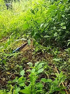 Snapshot of telugumodda4396 chatting on October 19, 2025, 6:14 am telugumodda4396 online show from October 19, 2025, 6:14 am