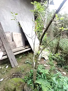 zhen-zo online show from March 19, 2026, 1:20 am