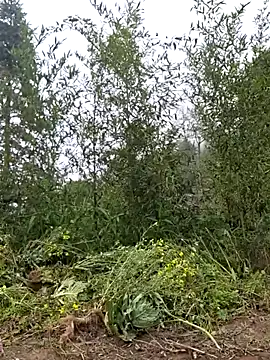 Snapshot of miomio-12 chatting on March 25, 2026, 3:56 am miomio-12 online show from March 25, 2026, 3:56 am