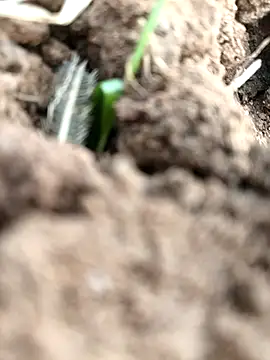 Snapshot of DirtybhabhiGoal chatting on November 22, 2025, 6:56 am DirtybhabhiGoal online show from November 22, 2025, 6:56 am