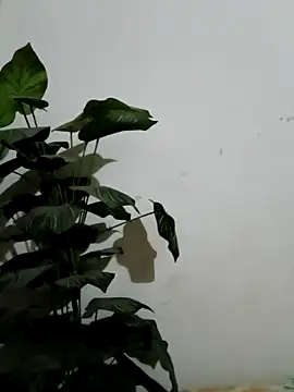 Snapshot of Jessica-03 chatting on March 4, 2026, 4:57 pm Jessica-03 online show from March 4, 2026, 4:57 pm