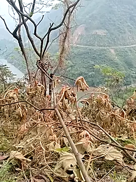 Snapshot of Mising5022 chatting on December 4, 2025, 6:55 am Mising5022 online show from December 4, 2025, 6:55 am