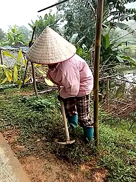 Fish yellow online show from December 17, 2025, 1:55 am