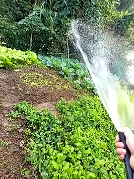 Fish yellow online show from December 20, 2025, 12:18 am