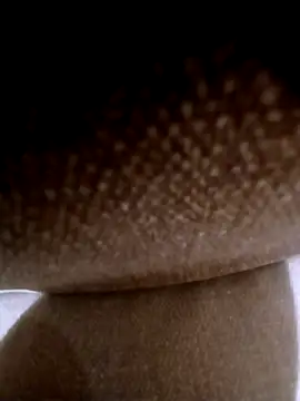 Snapshot of pino870 chatting on March 3, 2026, 11:54 pm pino870 online show from March 3, 2026, 11:54 pm