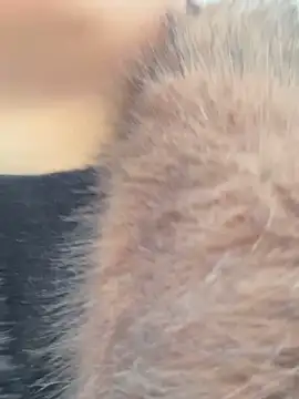 SashaCatt online show from November 23, 2025, 6:57 am