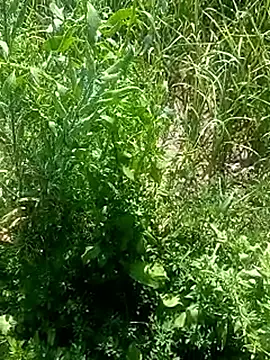 Snapshot of Sunenabhabh chatting on March 4, 2026, 8:09 am Sunenabhabh online show from March 4, 2026, 8:09 am