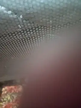 Snapshot of Ariee_199 chatting on December 4, 2025, 10:29 pm Ariee 199 online show from December 4, 2025, 10:29 pm