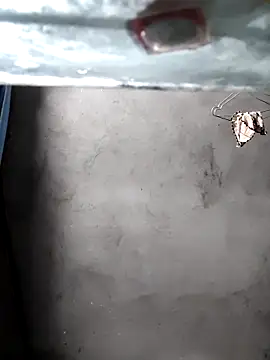 gigo-ulala online show from December 16, 2025, 1:38 pm