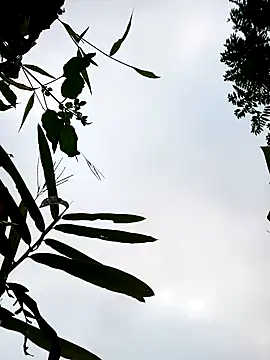 little-effy online show from January 17, 2026, 12:15 am