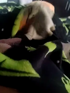 Pretinho dotado online show from December 20, 2025, 8:21 am