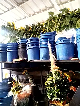 Almeyjose online show from January 13, 2026, 2:44 pm