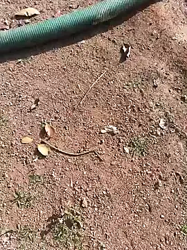 Snapshot of janbi_sexe chatting on January 15, 2026, 5:01 am janbi sexe online show from January 15, 2026, 5:01 am