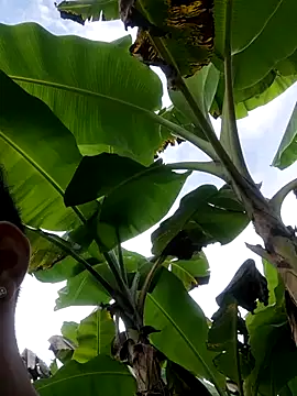 Wild and Sweets online show from January 11, 2026, 7:52 pm