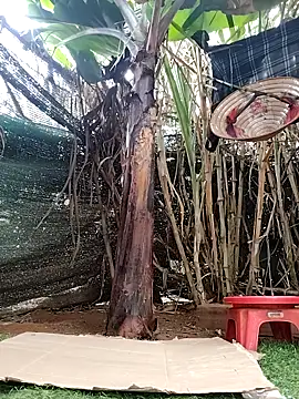 leona118 online show from April 8, 2026, 1:27 am