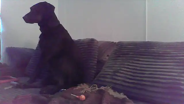 HungandHynotic online show from March 3, 2026, 1:01 am