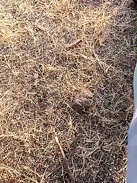 Snapshot of babu_bull chatting on February 13, 2026, 2:40 am babu bull online show from February 13, 2026, 2:40 am