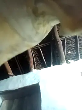 Manu mehta online show from April 6, 2026, 5:25 pm