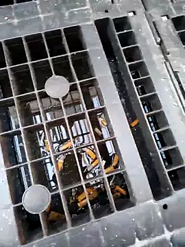 Ethangay online show from February 25, 2026, 7:18 am