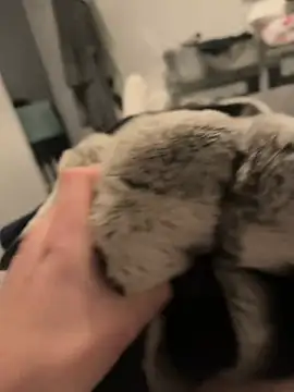 Snapshot of Furdale chatting on December 16, 2024, 5:11 pm Furdale online show from December 16, 2024, 5:11 pm