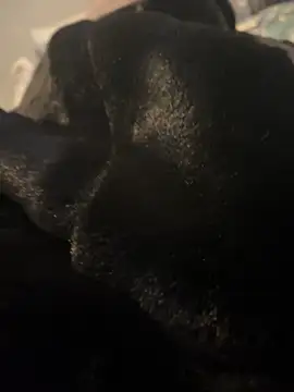 Snapshot of Furdale chatting on December 20, 2024, 3:10 pm Furdale online show from December 20, 2024, 3:10 pm