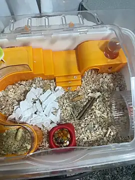 Snapshot of Im_sophiie chatting on February 15, 2026, 6:43 am Im sophiie online show from February 15, 2026, 6:43 am