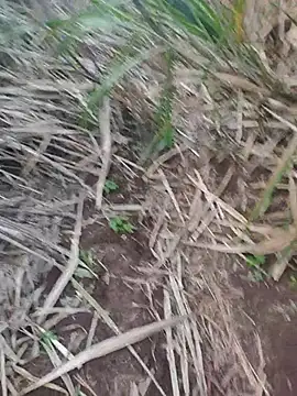 india cobra online show from October 25, 2025, 12:34 pm