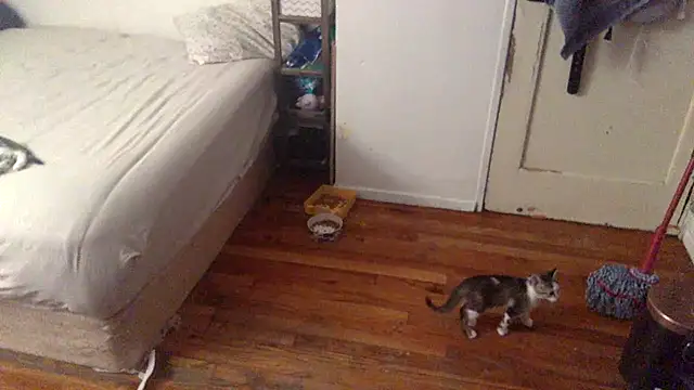 BIG-CkD F online show from September 8, 2025, 3:33 pm