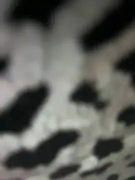 Snapshot of Sarita-candy chatting on January 31, 2025, 8:01 pm Sarita-candy online show from January 31, 2025, 8:01 pm