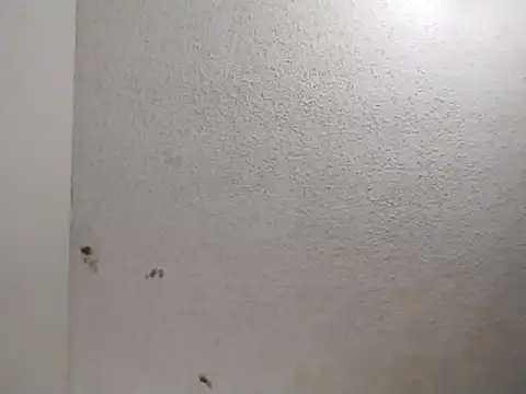 Snapshot of 247Srokin chatting on April 1, 2026, 11:00 am 247Srokin online show from April 1, 2026, 11:00 am