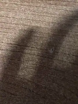 Snapshot of gokhanbey34 chatting on December 21, 2025, 12:40 am gokhanbey34 online show from December 21, 2025, 12:40 am