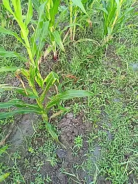 kummuduabbai online show from March 11, 2026, 1:11 am