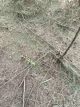 Snapshot of Gopal1243 chatting on February 15, 2025, 9:27 am Gopal1243 online show from February 15, 2025, 9:27 am