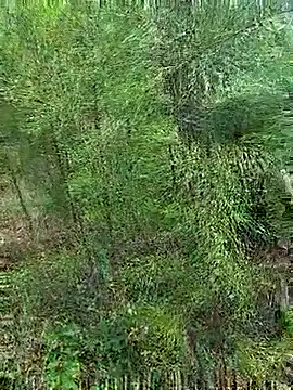 Snapshot of Gopal1243 chatting on October 21, 2025, 1:17 am Gopal1243 online show from October 21, 2025, 1:17 am