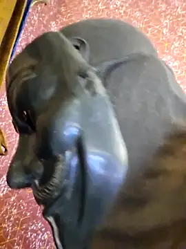 Snapshot of SugarNdBrownie chatting on February 8, 2026, 9:29 pm SugarNdBrownie online show from February 8, 2026, 9:29 pm