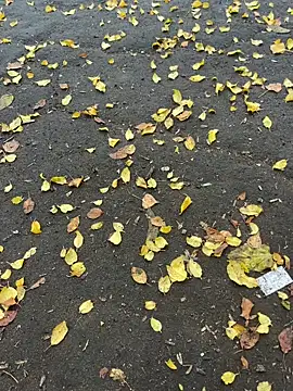 mihaixxx1 online show from November 9, 2025, 11:08 am