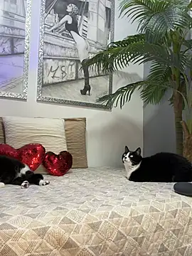 Mau White online show from February 15, 2026, 2:08 am